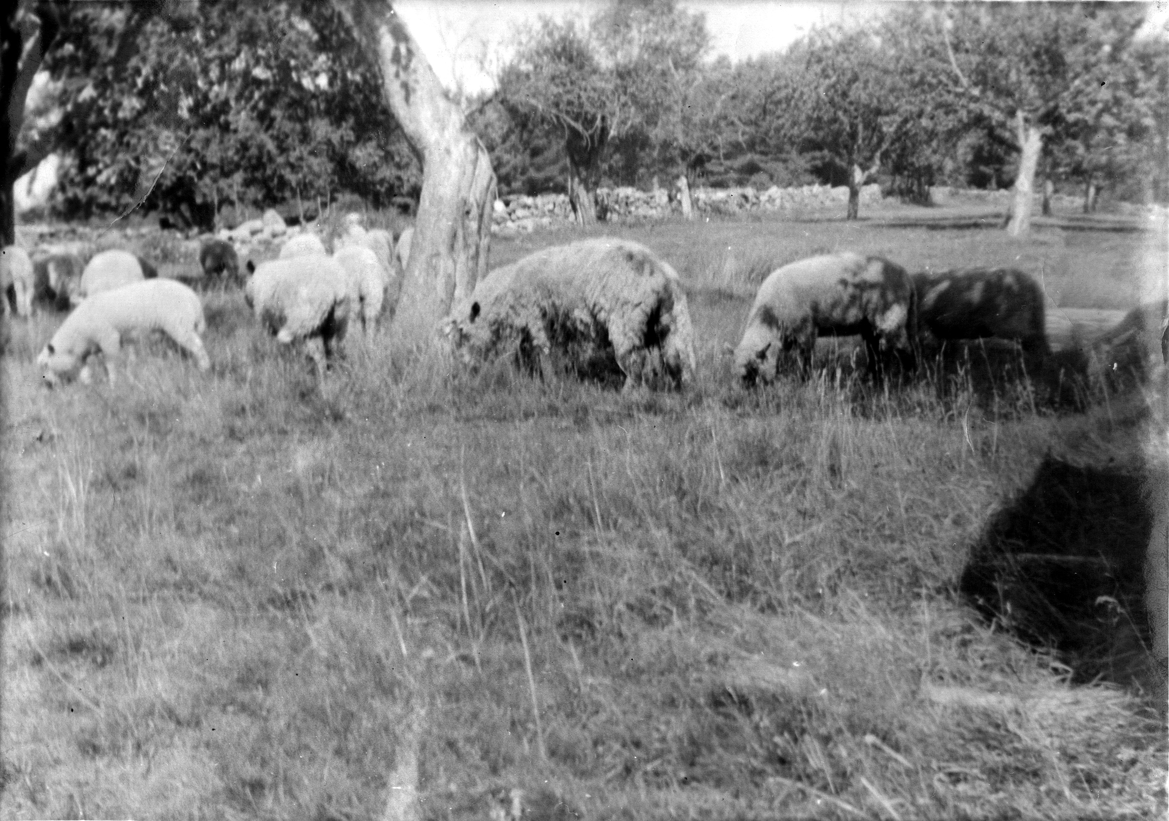 Sheep in pasture